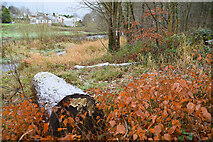 H4772 : A frost covered log, Cranny by Kenneth  Allen
