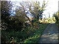 Path alongside allotments