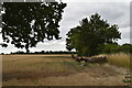 Fallen tree on the field edge