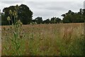 Teasels on a field edge near Boulge Park