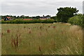 Uncultivated farmland near Potash Corner, Bredfield