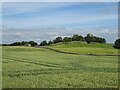 Cereal crop near Leyburn