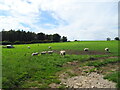 Sheep grazing, Hutton Hill