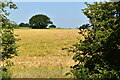 Field of barley