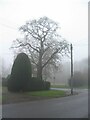 Oak, Cannon Hill Road and The Shrubberies