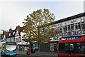 Poppies in a tree, High St