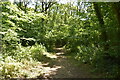 Path, Staffhurst Wood