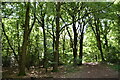TQ4148 : Staffhurst Wood by N Chadwick