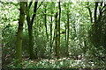 TQ4148 : Staffhurst Wood by N Chadwick