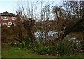 River Wid, Blackmore looking upstream