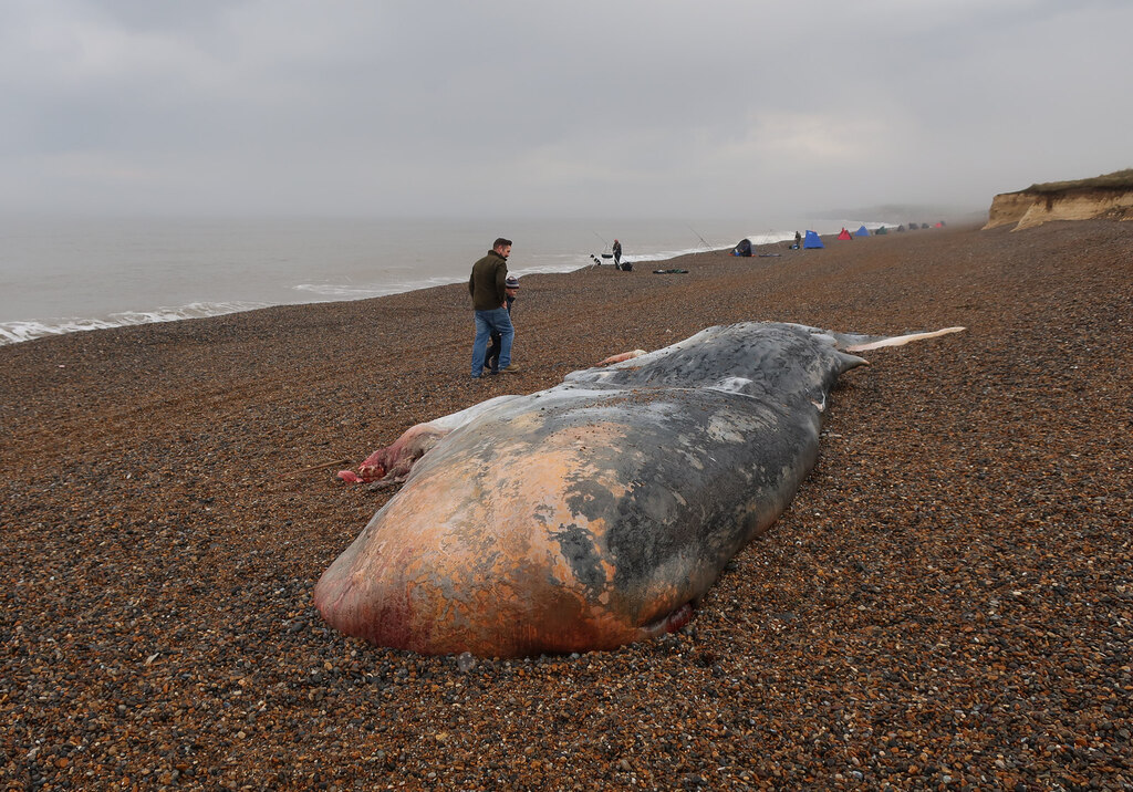 Dead Sperm Whale On Beach At Weybourne © Hugh Venables :: Geograph ...