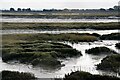 Saltmarsh at Two Tree Island