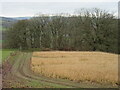 Winter field and woodland