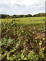 A View across a Field