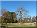 ST2885 : Sweet Chestnut tree, Tredegar Park Country Park (1) by Robin Drayton