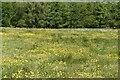 TQ6227 : Wildflower meadow, Wadhurst Park by N Chadwick