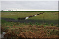 TL4783 : Sheep grazing by Ouse Washes by Hugh Venables