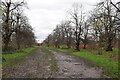 Avenue of pollarded trees, Wanstead Flats