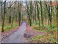 Footpath in Clarence Wood