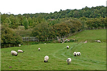 SJ9314 : Sheep grazing near Penkridge in Staffordshire by Roger  D Kidd