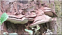 TQ1350 : Ranmore Common - Bracket Fungi by Colin Smith
