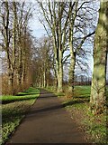 SO8455 : Avenue of trees on Pitchcroft by Philip Halling