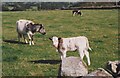 Cow and calf at Cae Llwyd Farm