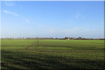 TL5167 : Big fields in the Cambridgeshire Fens by John Sutton