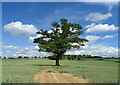 Lone tree in crop field