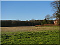 Looking towards distant trees