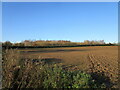 SK7759 : Prepared field near Bathley by Jonathan Thacker