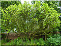 Trees in the Aberdeen Botanic Gardens