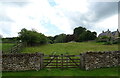 Grazing near Manor Farm, Cawton