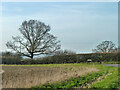 Tree by Hadham Road