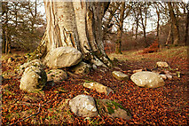 NH5757 : Under a very large beech tree, Drummondreach Oak Wood by Julian Paren