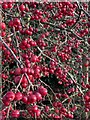 Berries near New Barn Farm