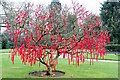 SJ7481 : Red Ribbon Tree at Tatton Park by Jeff Buck