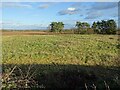 Farmland beside Elms Farm