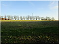 Line of trees near Barnby Manor