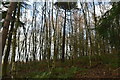 TQ4953 : Silver birches, Hawks Wood by N Chadwick