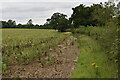 TM2455 : Edge of bean field, Charsfield by Simon Mortimer