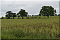 TM2455 : Bean field, Charsfield by Simon Mortimer