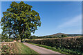 Lane to Cleestanton