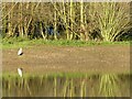 Egret beside a new pond