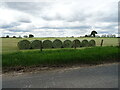 Silage bales near Ashbrook House Farm