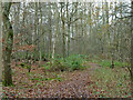 Path, Little Baddow Heath nature reserve