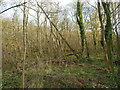 Woodland by New Lodge Chase