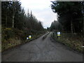 Forest track in Bogallan Wood