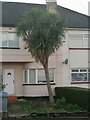 Yucca palm on Rannock Avenue, Kingsbury