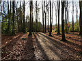 Bridleway through beech and oak plantation